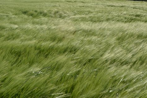 Windy Grass Field, Dewy Grass Aesthetic, Field Aesthetic Landscape, Grassy Field Aesthetic, Grass Field Aesthetic, Windy Aesthetic, Japanese Field, Grass Aesthetic, Grass Meadow