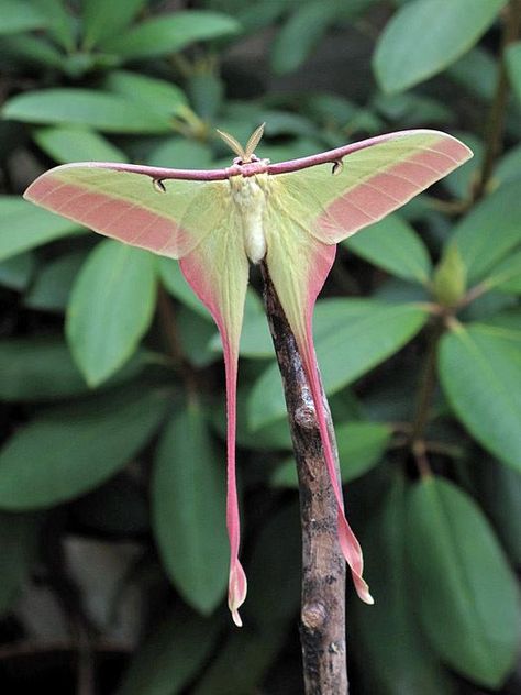 Moth Sketch, Chinese Moon Moth, Cute Moth, Lunar Moth, Cool Insects, Moon Moth, Moth Art, Moth Tattoo, Beautiful Bugs