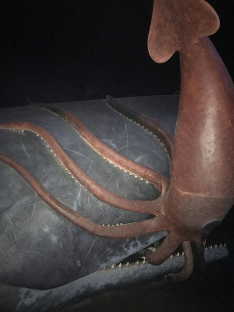 sperm whale, giant squid, ocean, AMNH, NYC, battle, museum, summer adventures, aesthetic Squid Aesthetic, Whale Aesthetic, Adventures Aesthetic, Giant Squid, Sperm Whale, Summer Adventures, Sea Animals, Marine Life, Sea Creatures