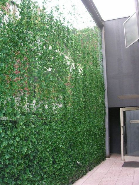 55 Outdoor Privacy Screen Projects You Must Consider Making Contemporary Pergola, Privacy Screen Plants, Backyard Privacy Screen, Wedding Backyard Ideas, Screen Plants, Backyard Trees, Wall Screen, Privacy Plants, Privacy Landscaping