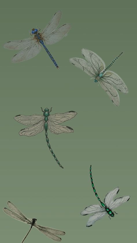 #dragonfly Dragonfly Pictures, Rose Campion, Dragonfly Wings, Dragonfly Prints, Green Dragonfly, Iphone Background, Pretty Pictures, Tattoos, Iphone