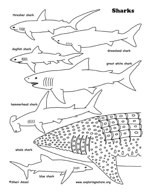 Different Types Of Sharks, Shark Printables, Shark Activities, Whale Coloring Pages, Types Of Sharks, Shark Pictures, Shark Coloring Pages, Coloring Page Printable, Color Pages