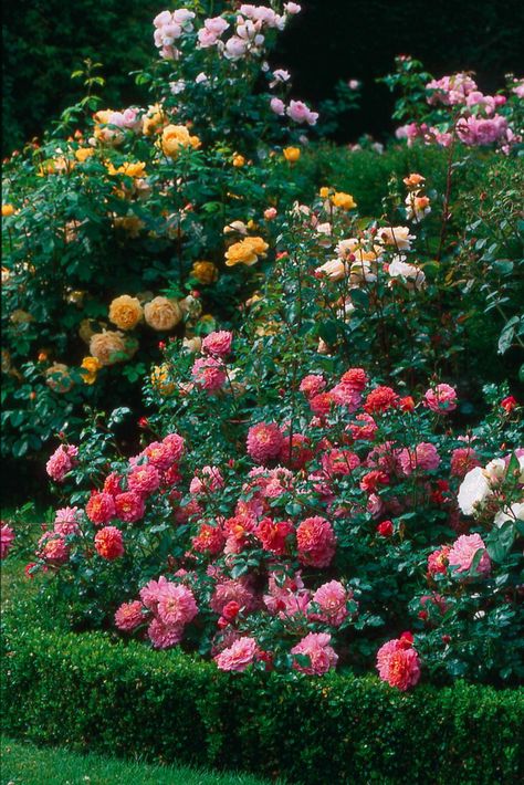 Old English Roses, Christopher Marlowe, Rose Garden Design, Hgtv Garden, Rose Gardens, Fragrant Roses, Diy Rose, Rose Varieties, Hybrid Tea Roses