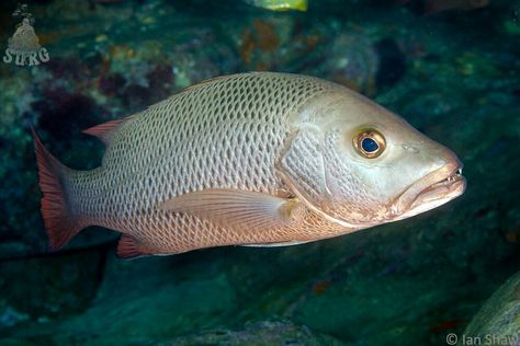 Mangrove ref snapper Mangrove Snapper, Art 2024, Ap Art, Wild Life, Fish Recipes, Fish Pet, Fish, Animals, Quick Saves