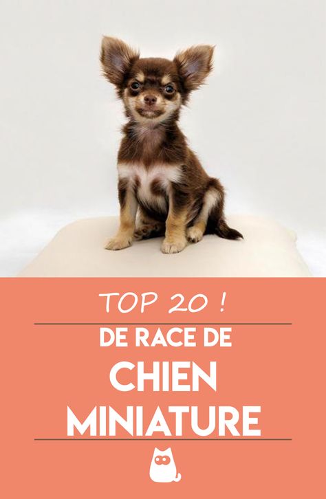 Les races de chien miniature sont tellement mignonnes !Avez-vous déjà entendu parler des races de chien miniature aussi appelées races de chien toy ? Non ? C'est le moment de découvrir un TOP 20 de race de chien miniature et de race de chien toy ! #chien #chiens #petitchien #petitchienmignon #chienminiature #chienmini #chientoy #chiensminiatures #chiensminuscules #minichiens #chiencanichetoy #chienyorkshiretoy #chienmignon Top 20, Yorkshire, Miniatures, Movie Posters, Film Posters