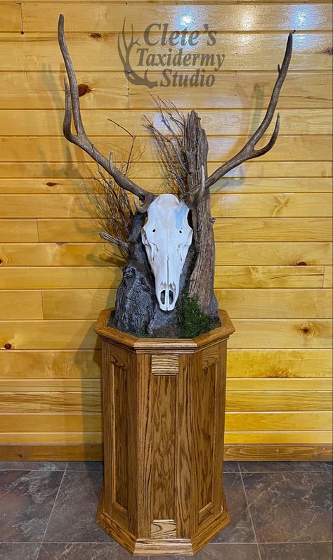 European mount Elk Skull, European Mount, Deer Mounts, Hunting Room, Taxidermy Mounts, Wildlife Art, Taxidermy, Habitat, Game Room