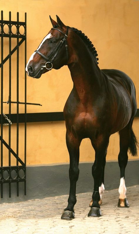 Bay Warmblood Horse, Bay Stallion, Swedish Warmblood, Dark Bay Horse, Kathiyawadi Horse, Dutch Warmblood, Warmblood Horses, Horse Story, Marwari Horses