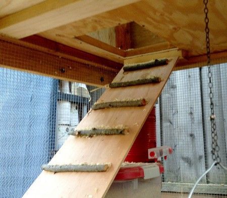 Chicken ramp made with branches. Chicken Ramp Ideas, Chicken Coop Ramp, Chicken Ramp, Chicken Projects, Hen Houses, California Chicken, Chicken Raising, Ramp Design, Chicken Care