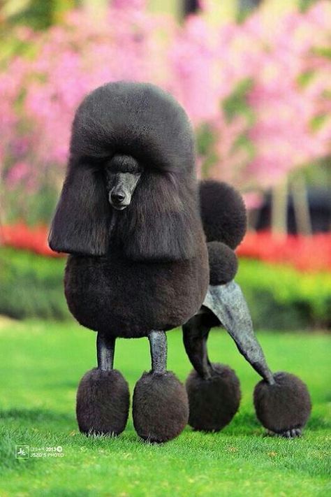 More More Poodles Standard, Poodle Haircuts, Anjing Poodle, Poodle Haircut, Dogs Photography, Poodle Cuts, Dogs Grooming, Poodle Grooming, Dog Haircuts