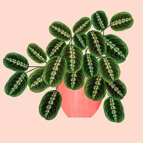 Plant Alphabet, House Plant Art, Houseplant Art, Pot Illustration, Clay Idea, Cactus Illustration, Plants Are Friends, Diy Abstract Canvas Art, Prayer Plant