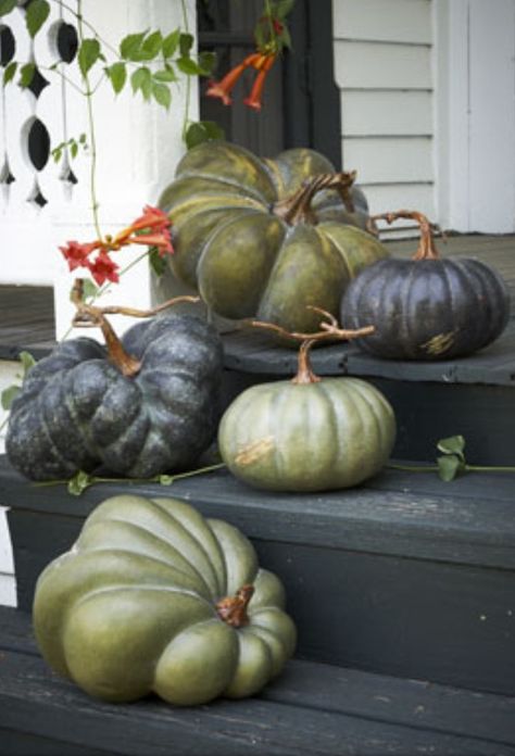 ❥ love the green and charcoal pumpkins...why can't I ever find pumpkins this beautiful? ??? Halloweenpyssel Barn, Dekoratívne Vence, Thanksgiving Pumpkins, Pumpkins And Gourds, Pumpkin Display, Hemma Diy, Zucca Halloween, Green Pumpkin, Autumn Decorating