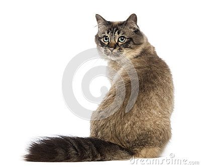 Rear View Cat Sitting Stock Photos, Images, & Pictures - 106 Images Cat Sitting From Behind, Cat Sitting Back View, Cat Looking Back, Cat Back View, Sit Pose, Cats Poses, Cat Poses, American Clipart, Cat References