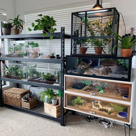 Reptile Room Ideas Diy, Reptile Setup, Terrarium Setup, Reptile Room Setup Ideas, Reptile Tank Ideas, Snake Vivarium, Animal Room Ideas Pets, Terrarium Room, Reptile Room Setup