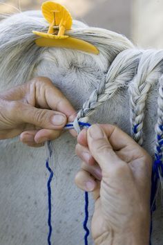 Mane Braiding, Horse Mane Braids, Horse Hair Braiding, Horse Braiding, Funny Horse Pictures, How To Braid, Horse Mane, Horse Costumes, Horse Tail