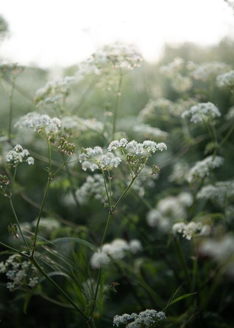 Cow Parsley Wallpaper In Hallway, Parsley Aesthetic, Ios Cottagecore, Floral Bedroom Wallpaper, Hazelnut Photography, Cows Parsley, Beautiful Flower Wallpaper, Cow Parsley Botanical Illustration, Woodland Photography