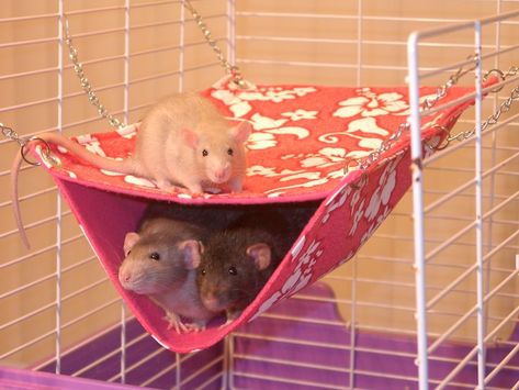 rat hammock can also make a good level and this kind of hammock can be made with a small child's shirt and safety pins or zip ties. Rat Accessories, Gerbil Toys, Hammock Ideas, Rat Care, Rat Cage Accessories, Rat Hammock, Rat House, Dumbo Rat, Baby Rats