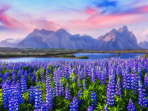 Lupines bloom all around Iceland, but one of the most scenic places to see them is at the base of Ve... - Smit/Shutterstock Icelandic Landscape, Flowers Mountain, Carlsbad Flower Fields, Mountain Ocean, Magical Objects, Lupine Flowers, Nature Therapy, Mountain Tapestry, Iceland Travel Guide