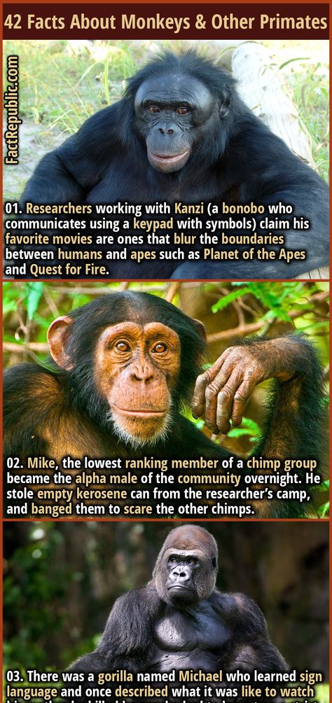 animal science history easter goodfriday Planet Of Apes, Planets Of The Apes, Weird Animal Facts, Facts About Africa, Monkey Types, Epic Facts, Animal Facts Interesting, Interesting Facts About Elephants, Types Of Monkeys