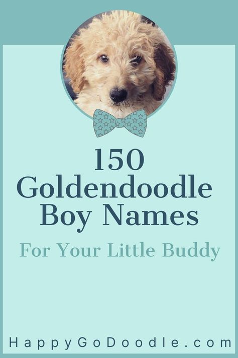 150+ Goldendoodle Boy Names You'll Fall in Love With Names For Goldendoodles, Dog Boy Names, Male Puppy Names, Boy Puppy Names Unique, Male Dog Names List, Male Dog Names Unique, Creative Dog Names, Puppy Names Unique