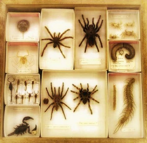 The Black Swan, Vulture Culture, Goblin Core, Fallout New Vegas, Creepy Crawlies, My Funny Valentine, Doll Parts, Creepy Cute, Livingston