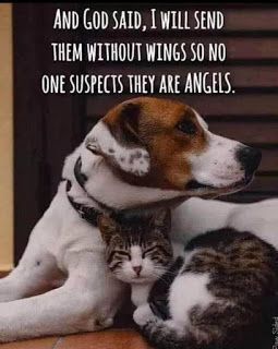 Dog Quotes Love, Dog And Cat, Animal Quotes, Sweet Animals, Dog Quotes, A Quote, Animal Memes, Cute Funny Animals, Animals Friends