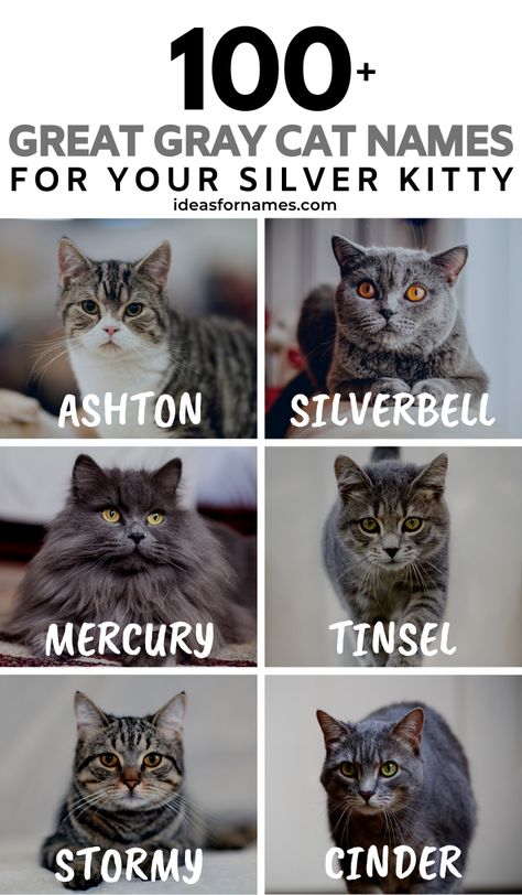 Grey Kitten Names, Kitten Names Girl, Grey Cat Names, Tabby Cat Names, Tiger Striped Cat, Girl Cat Names, Unique Cat Names, Cute Pet Names, Silver Tabby Cat