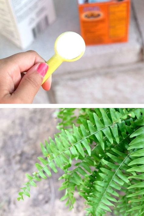 Homemade Plant Food For Indoor Plants, Homemade Plant Food For Flowers, Diy Plant Food Houseplant, Diy Plant Food, Plant Food Diy, Homemade Plant Food, Peace Plant, Diy Fertilizer, Organic Plant Food