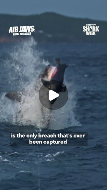 Largest Great White Shark, Childs Play, Discovery Channel, Shark Week, White Sharks, Great White Shark, Animal Videos, Sharks, Animal Gifs