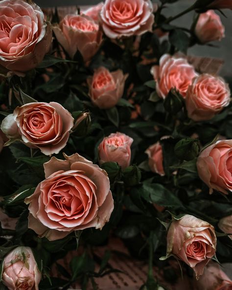 #autumn #flowers #roses Autumn Roses Aesthetic, Anna Aesthetic, Fall Roses, Autumn Roses, Rose Aesthetic, Autumn Rose, Rosé Aesthetic, Cinnamon Girl, Autumn Flowers