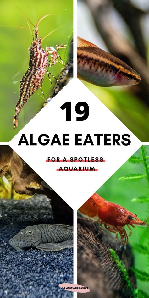 3 Gallon Fish Tank, Aquarium Snails, Aquarium Algae, Fish Tank Themes, Eating Fish, Small Fish Tanks, Saltwater Fish Tanks, Tropical Freshwater Fish, Black Beard