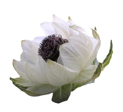 Snow Lotus, Lotus Seed Benefits, Snow Lotus Flower, White Lotus Illustration, White Lotus Show, Alpine Lotus Leaf Flower, Vegetable Rack, Ask Believe Receive, Drink Plenty Of Water