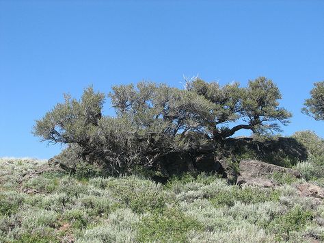 Mountain Mahogany, Eagle Mountain, Dream Garden, Utah, Photo Sharing, Water, Plants