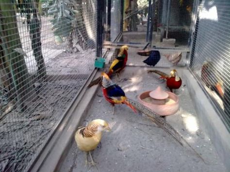 Pheasant Aviary Ideas, Pheasant Coop Ideas, Pheasant Pen Ideas, Pheasant Enclosures, Pheasant Coop, Pheasant Pen, Raising Pheasants, Pheasant Farm, Homesteading Animals