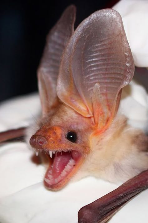 Bat Mouth Open, Pallid Bat, Bat Photography, Bat Reference, Bat Face, Bat Fursona, Bat Facts, Bat Photos, Fly Drawing