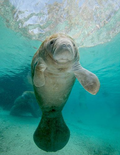 Baby Manatees are really the cutest little things. Description from pinterest.com. I searched for this on bing.com/images Baby Manatee, Sea Cow, Manatees, Six Feet Under, Marine Animals, Ocean Creatures, Ocean Animals, In The Ocean, Cute Creatures