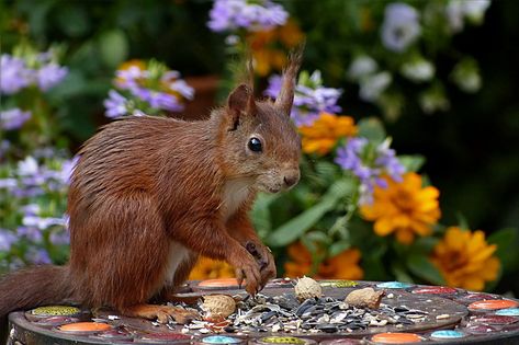 Squirrel Recipe, Health Soup, Squirrel Food, Simple Nutrition, Red Squirrel, Organic Gardening Tips, Landscaping Tips, Healthy Soup Recipes, Weight Reduction