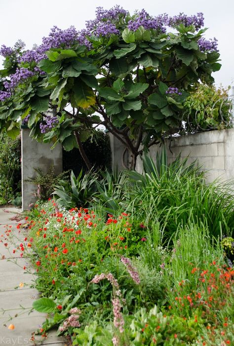 Californian Lilac Tree, Foxglove Tree, Paulownia Tree, Raised Garden Designs, Hamptons Garden Landscaping, Hampton Garden, Dream Backyard Garden, Entrance Garden, Roof Garden Design