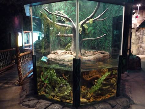 Boa Tank Setup, Amazon Tree Boa Enclosure, Green Tree Python Enclosure, Boa Enclosure, Emerald Tree Boa, Snake Cages, Tree Python, Snake Enclosure, Animal Enclosures