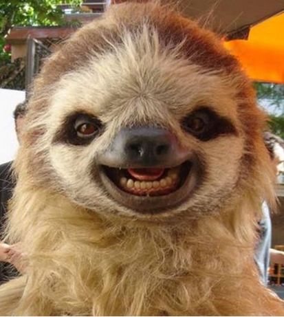 Sloth Photos, Sloth Meme, Sloth Life, Sloth Art, Silly Photos, Sloth Lovers, Sloths Funny, Baby Sloth, Cute Sloth