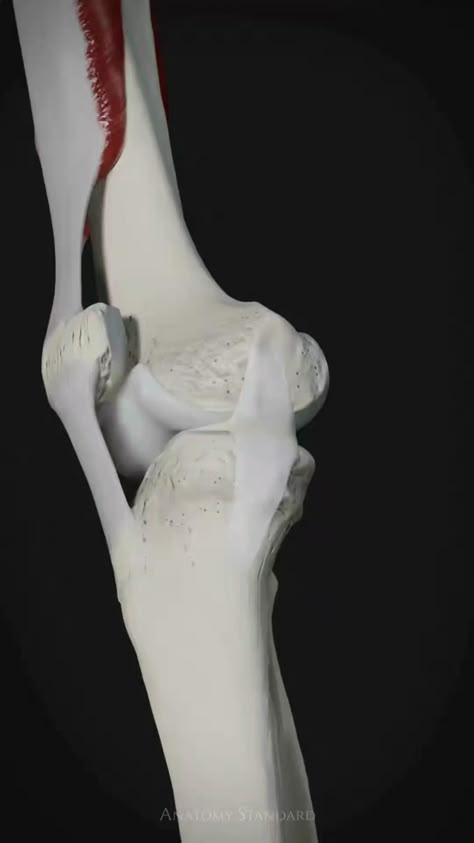 Knee joint Inside Human Body, Human Knee, 남성 근육, Human Muscle Anatomy, Basic Anatomy, Basic Anatomy And Physiology, Medical Videos, Human Body Anatomy, Lower Limb