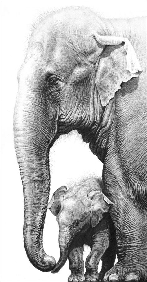 Elephant Sketches, Asian Elephants, Elephant Stuff, Elephant Jungle, Architecture Sketches, Pencil Drawings Of Animals, Drawing Eyes, Drawing Hair, Elephant Drawing