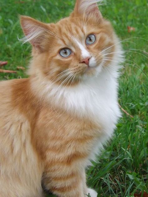 Animals In Love, White Tabby Cat, Cat Attack, Cat Hug, Dream's Cat, Cat With Blue Eyes, Orange Tabby Cats, Cat Pose, Orange Cats