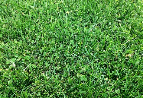 Microclover Lawn Good Real Apartment, Fake Lawn, Fake Turf, Synthetic Lawn, Amazing Grass, Gorgeous Centerpieces, Fake Grass, Artificial Lawn, Synthetic Turf