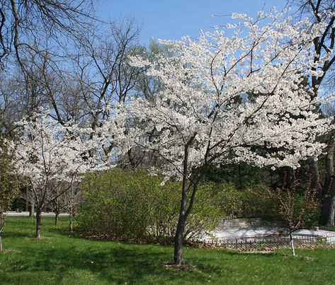 Plum, American | Nebraska Forest Service Wild Plum Tree, Wild Plum, Lady Bird Johnson Wildflower Center, Plum Tree, Seed Bank, Invasive Species, Forest Service, Plant List, Garden Fence