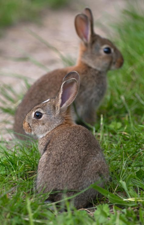 Eastern Cottontail, Holland Lop Rabbit, Bunny Illustrations, Wild Rabbits, Wild Bunny, Lop Rabbit, Rabbit Farm, Rabbit Pictures, Rabbit Photos