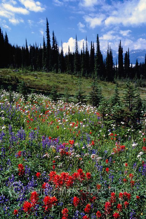 Mount Revelstoke National Park, Canadian Rockies, BC, British Columbia, Canada - Wildflowers blooming in Alpine Meadows, Summer Wilderness Aesthetic, British Columbia Mountains, Mount Revelstoke National Park, Canadian Forest, Best Landscape Photography, Canadian Road Trip, Canadian Nature, Canadian Landscape, Alpine Flowers