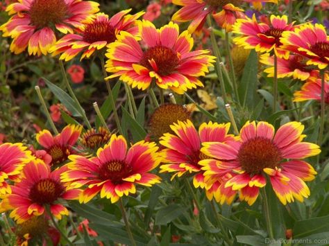 happy new year screensaver | Gaillardia Dazzler Flowers - DesiComments.com Gary King, Garden Spells, Colorado Garden, Florida Garden, Blanket Flower, Sun Beautiful, Sun Perennials, Professional Landscaping, Flower Blanket