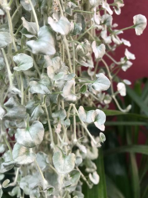 Silver Falls Plant, Silver Falls Dichondra, Silver Plant, Container Garden Design, Silver Falls, Root Rot, Trellis Plants, Plant Tags, Trailing Plants