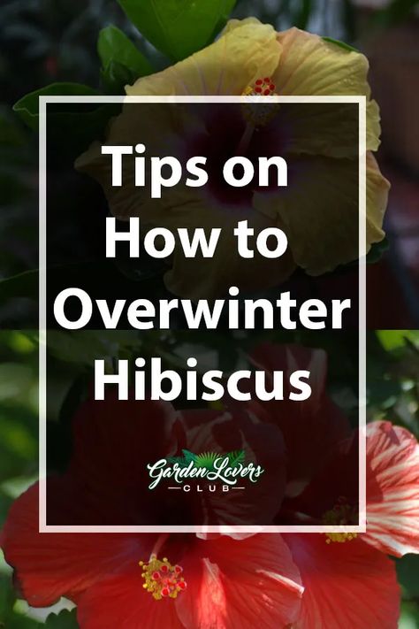 Tips on Overwintering Hibiscus - Garden Lovers Club Overwintering Hibiscus, Hibiscus Plant Care Winter, Hibiscus Propagation, Hibiscus Tree Care, Hibiscus Plant Care, Overwintering Plants, Winterize Garden, Hibiscus Care, Growing Hibiscus