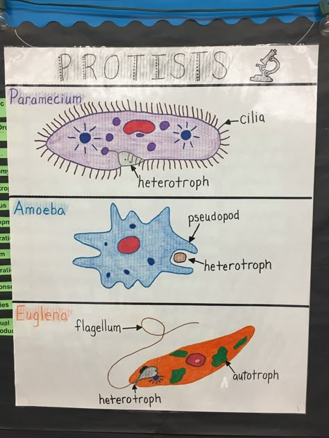 Protist Kingdom Protista Biology, Protista Kingdom, Apologia General Science, Biology Jobs, Biology Drawing, Sixth Grade Science, Science Cells, Biology Projects, Biology Resources